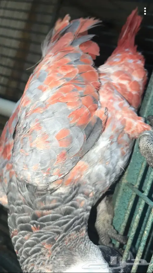 كاسكو طفره متكلم  (image 1)