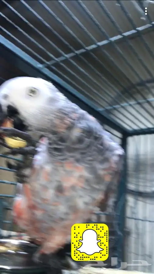 كاسكو طفره متكلم  (image 3)