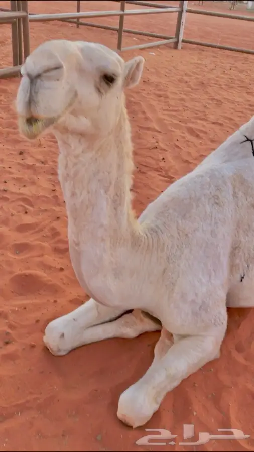 وضحا طيبة (image 1)