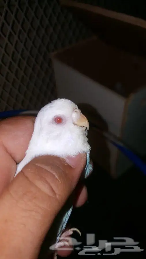 جوز بادجي الانثى فالو وفريد روز للبدل (image 1)