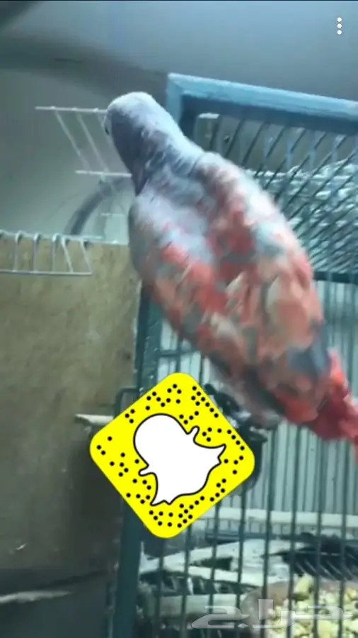 كاسكو طفره متكلم  (image 2)