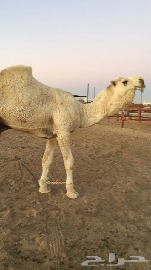 بعير اوضح (image 2)