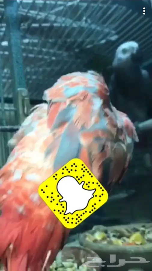 كاسكو طفره متكلم  (image 4)