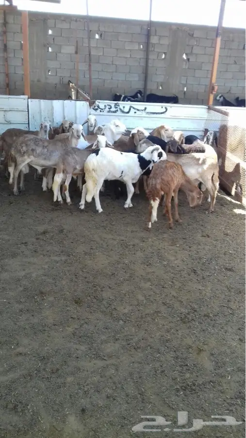 للبيع: طليان ورخال أخشاب عالية الجودة - إنتاج محلي (image 5)