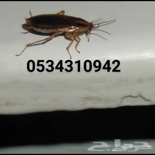 رش مبيدات مكافحة حشرات نمل صراصير فئران برص   (image 2)