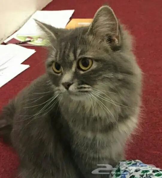 قطه للتبني مع صغارها 2 كيتن  (image 1)