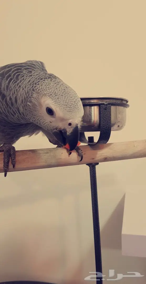 كاسكو هولندي جامبو 