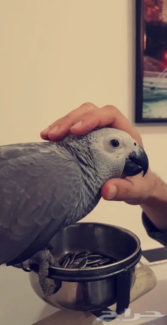 كاسكو هولندي جامبو  (image 1)