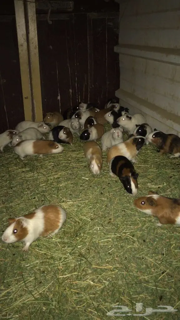 وبران بلديه  (image 2)