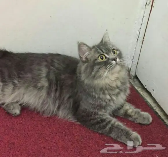 قطه للتبني مع صغارها 2 كيتن 