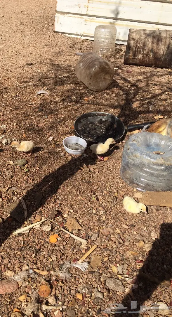 دجاجة رومية منتجة (image 2)