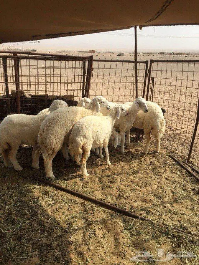 رخال حرير ممتازة للبيع - ماشاء الله تبارك الله (image 19)