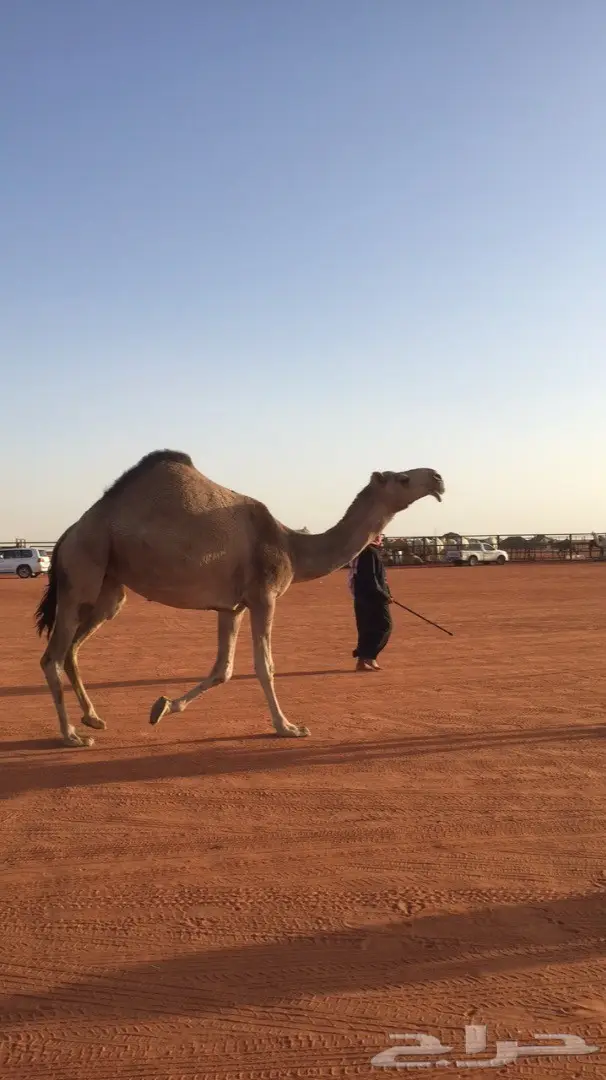 ناقه حمرا ( مزاين )