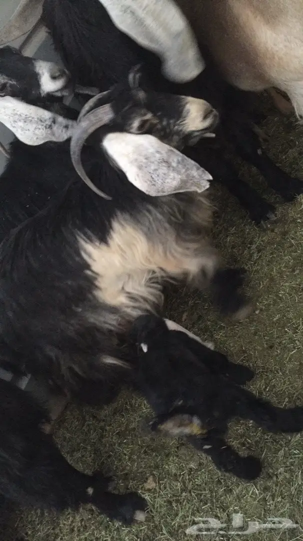 رباعيه معها جفره وتيس