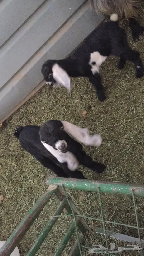 رباعيه معها جفره وتيس (image 2)