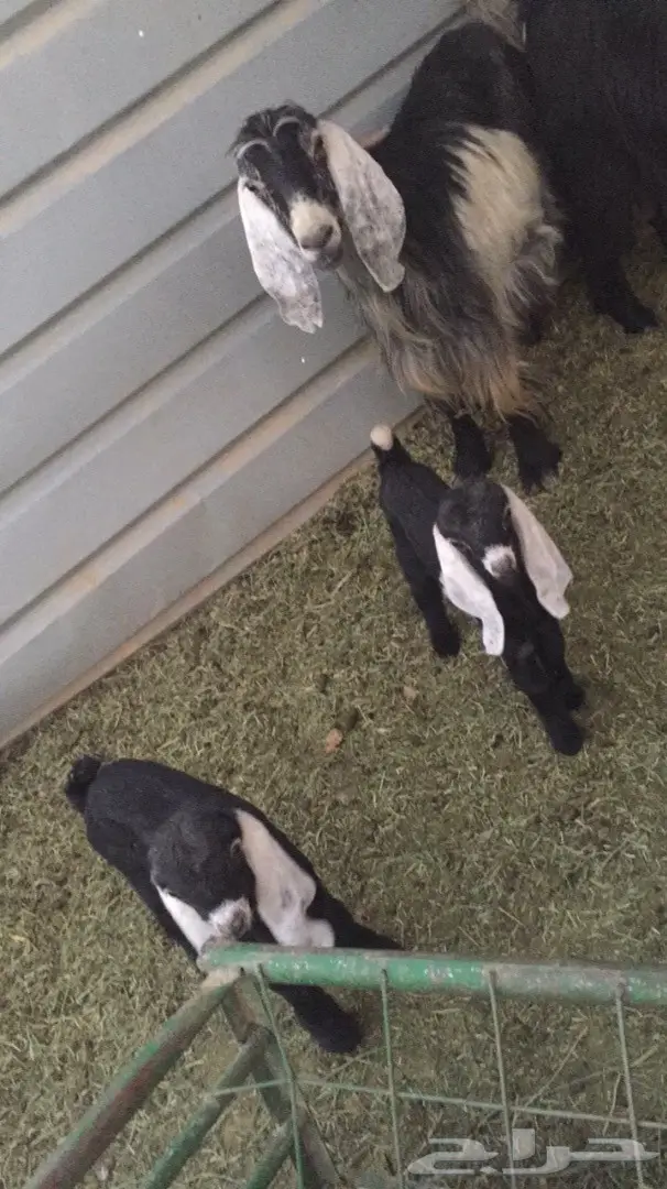 رباعيه معها جفره وتيس (image 3)