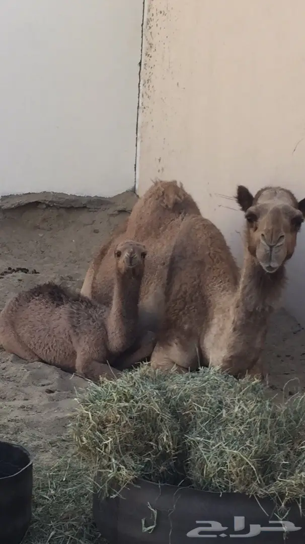 خلفات فاخرة للبيع - شهادة الجنوب (image 4)