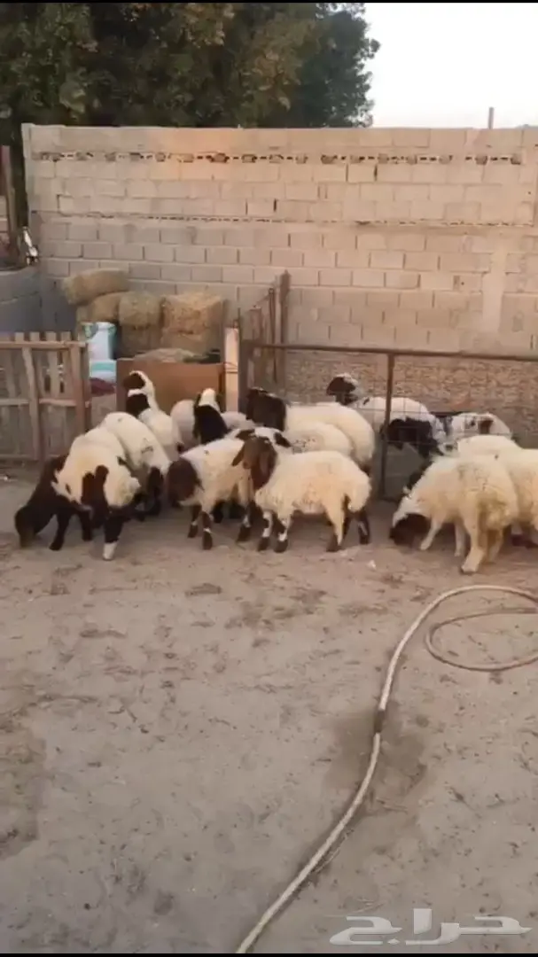 هرفي لباني على كيفك.  واصل ل باب بيتك