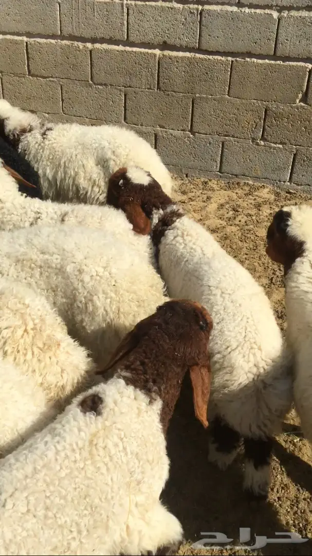 هرفي لباني على كيفك.  واصل ل باب بيتك (image 1)