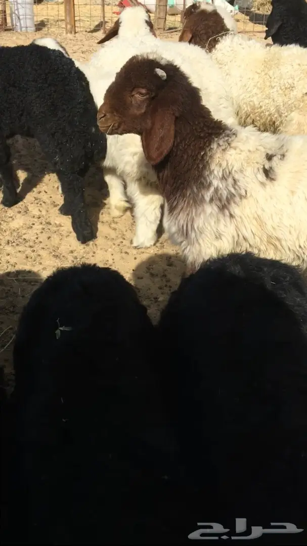 هرفي لباني على كيفك.  واصل ل باب بيتك (image 2)