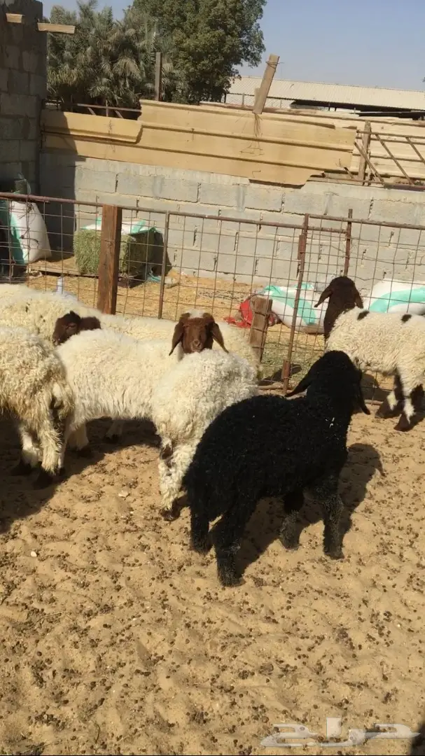 هرفي لباني على كيفك.  واصل ل باب بيتك (image 3)