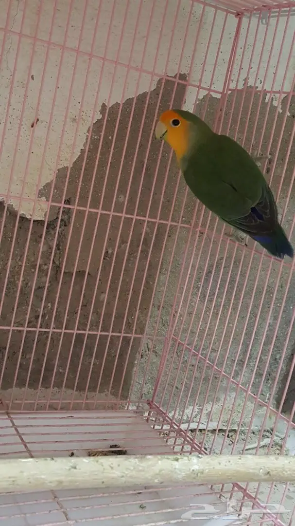 ذكر روز جاهز