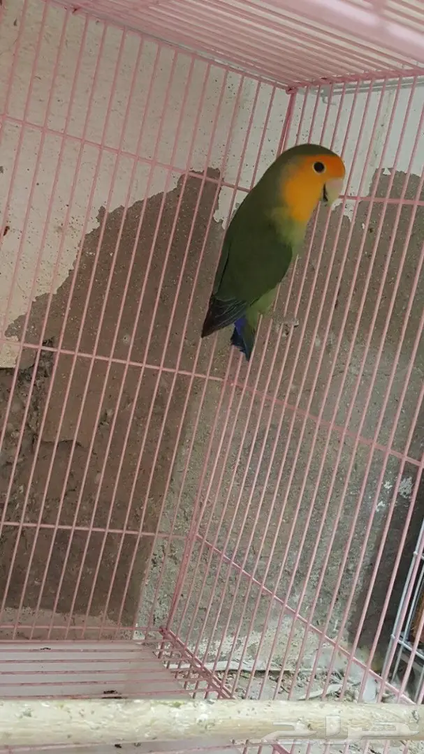 ذكر روز جاهز (image 1)