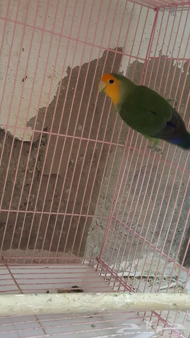 ذكر روز جاهز (image 2)