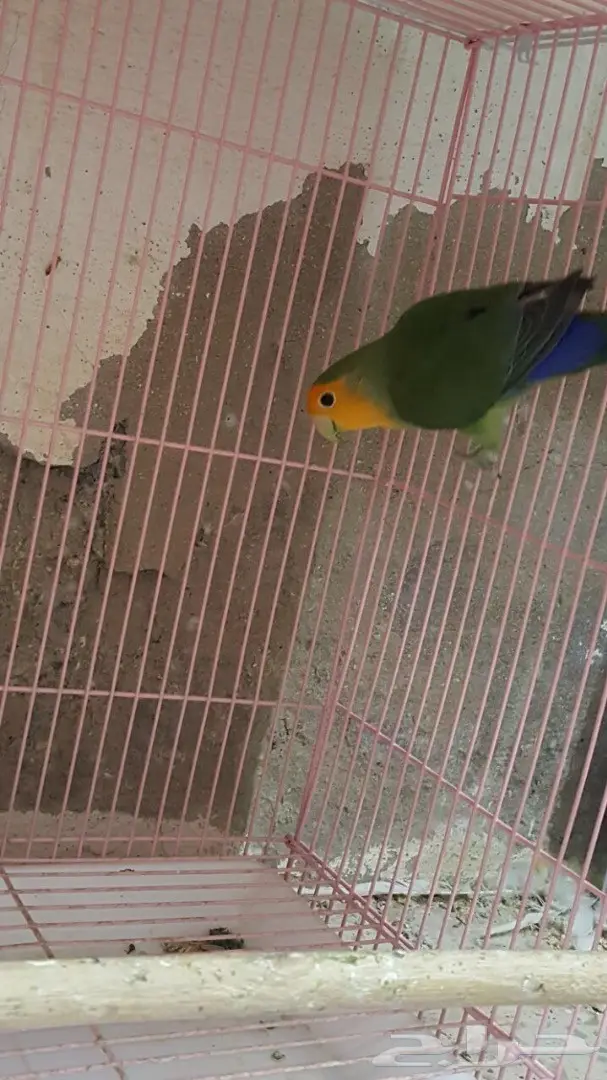 ذكر روز جاهز (image 3)