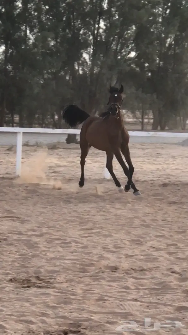 مهره واهو شيخ للبيع (image 2)