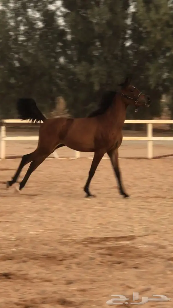 مهره واهو شيخ للبيع (image 3)