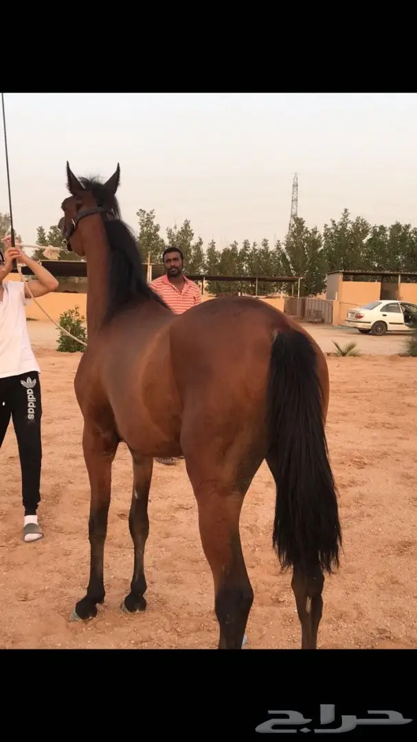 مهره واهو شيخ للبيع (image 4)