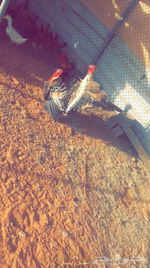 ديك رومي و بط بكيني  (image 1)