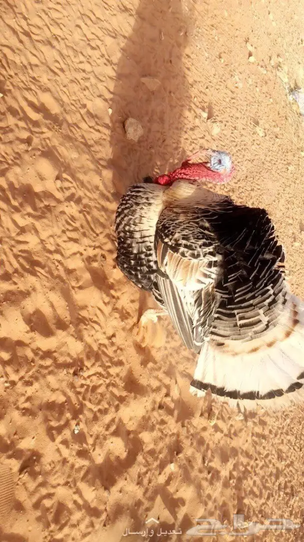 ديك رومي و بط بكيني  (image 3)