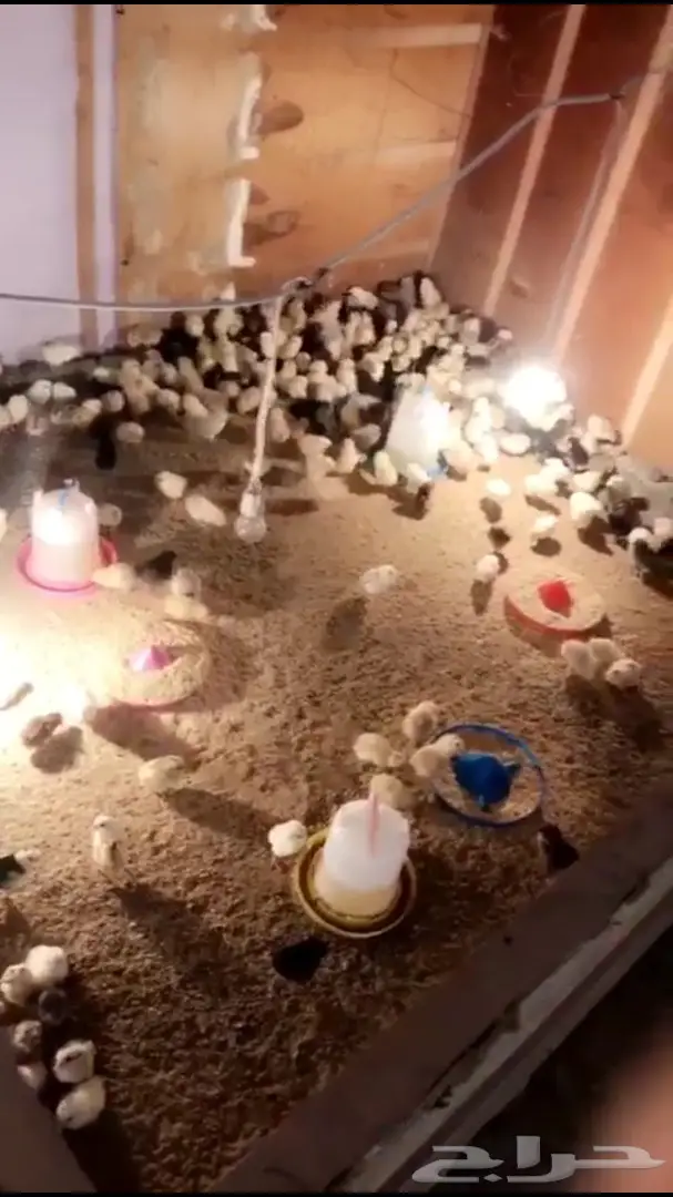 صوص بلدي  (image 1)