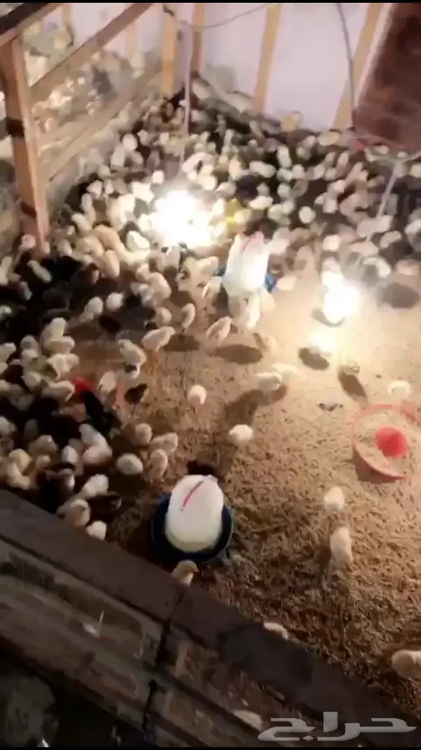 صوص بلدي  (image 2)