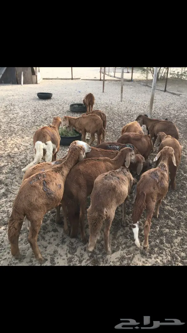 ذبايح حري وسواكني من 450