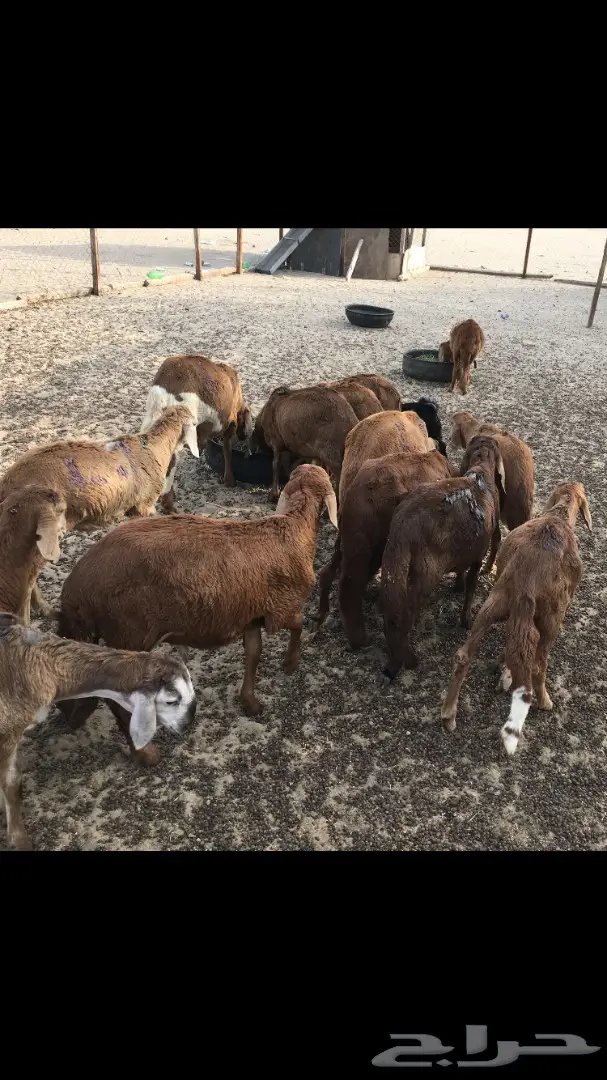 ذبايح حري وسواكني من 450 (image 1)