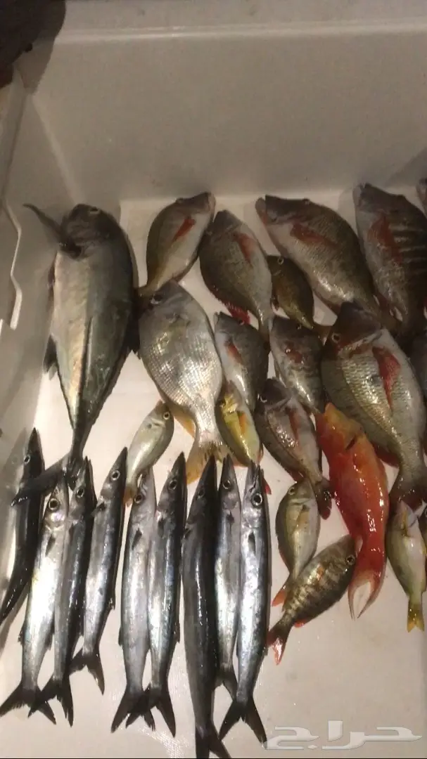 رحلة صيد (image 2)