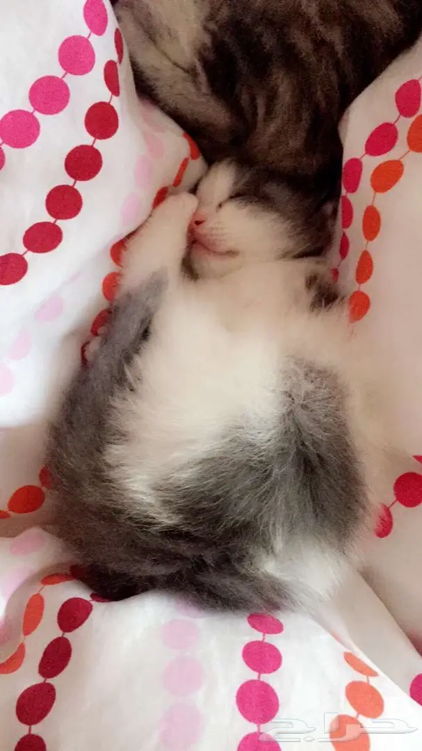 قطط للبيع (image 2)