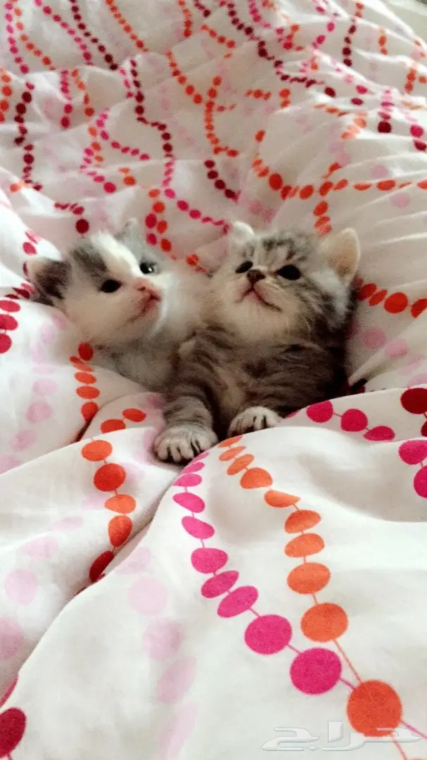 قطط للبيع (image 3)