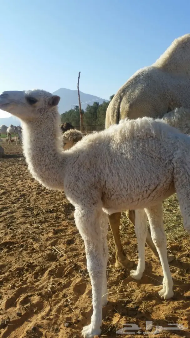 خلفه وضحى للبيع  (image 1)