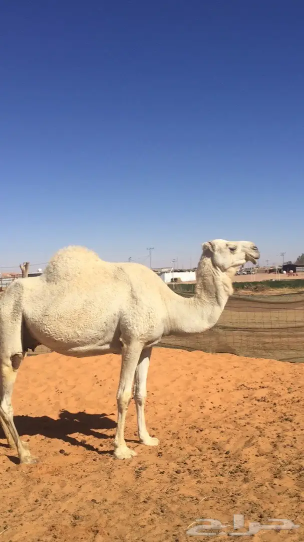 خلفه وضحى للبيع  (image 3)