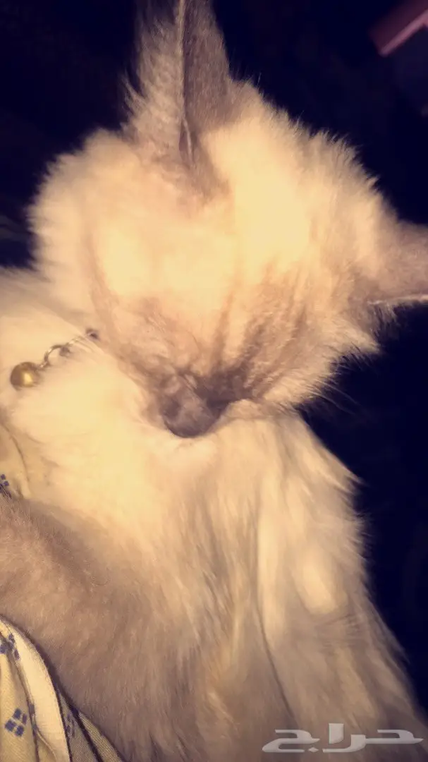 قطة للبيع (image 1)