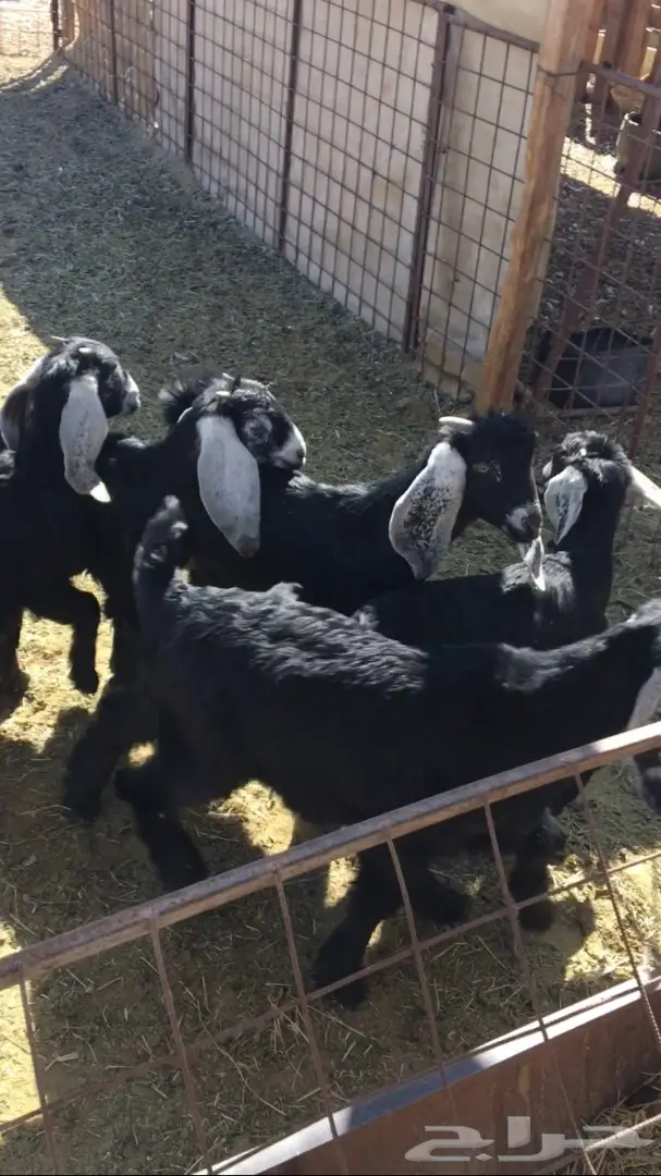 تيوس وجفار منادي