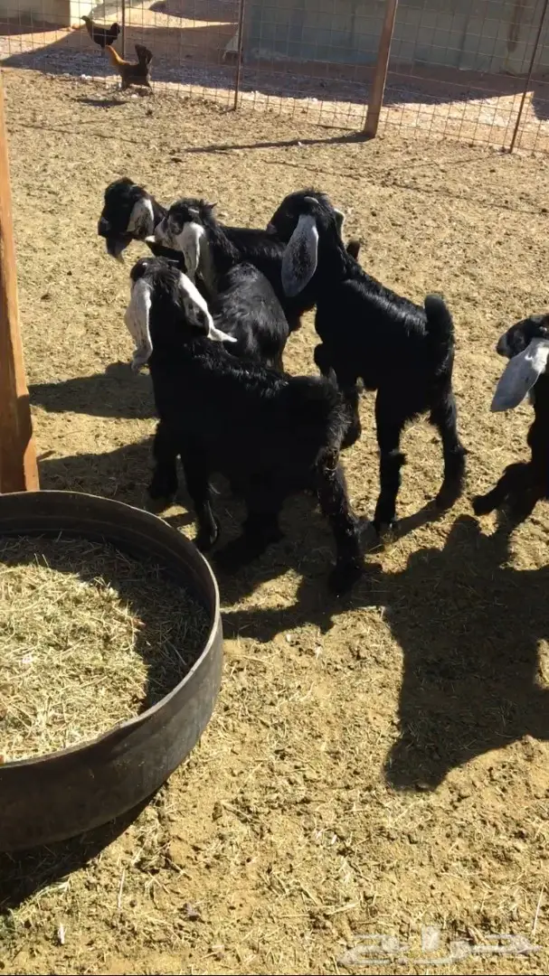 تيوس وجفار منادي (image 1)