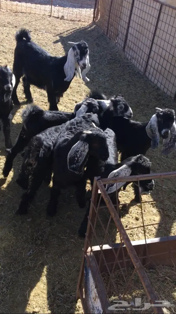 تيوس وجفار منادي (image 2)