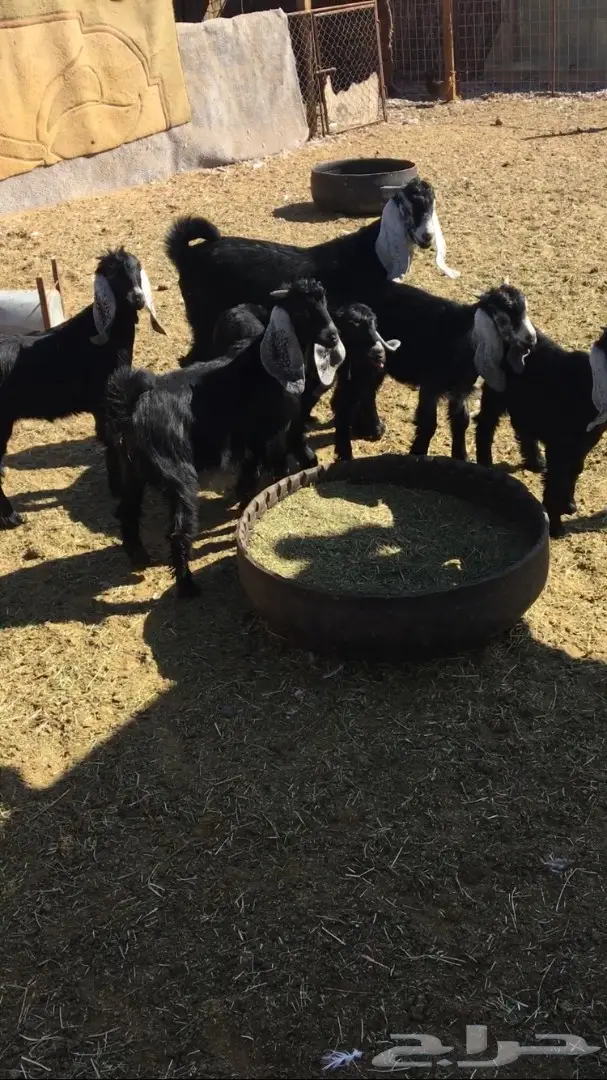 تيوس وجفار منادي (image 3)