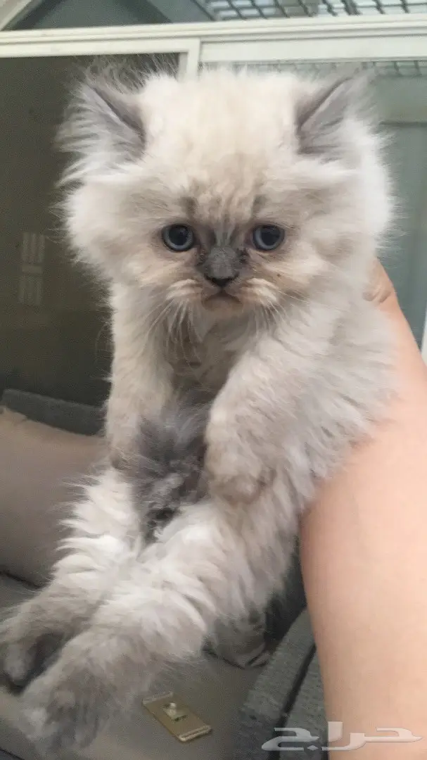 أجمل كيتن همالايا للبيع ب 800 ريال (image 2)