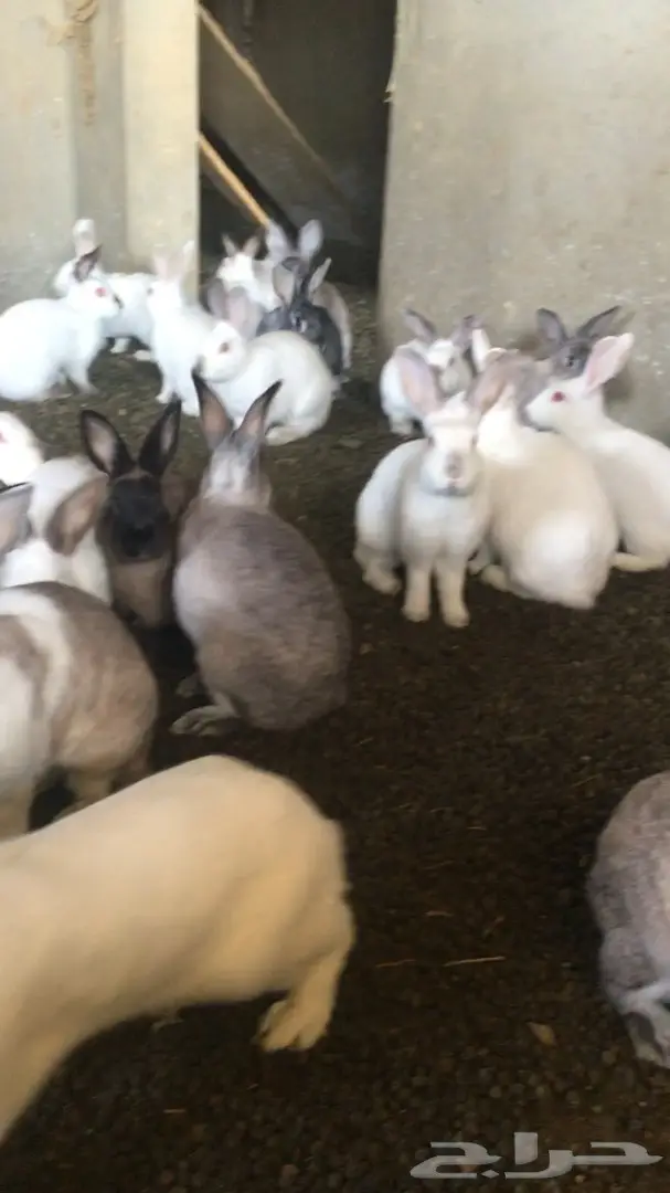 أرانب  (image 1)